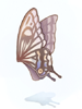 Asa de Borboleta Branca